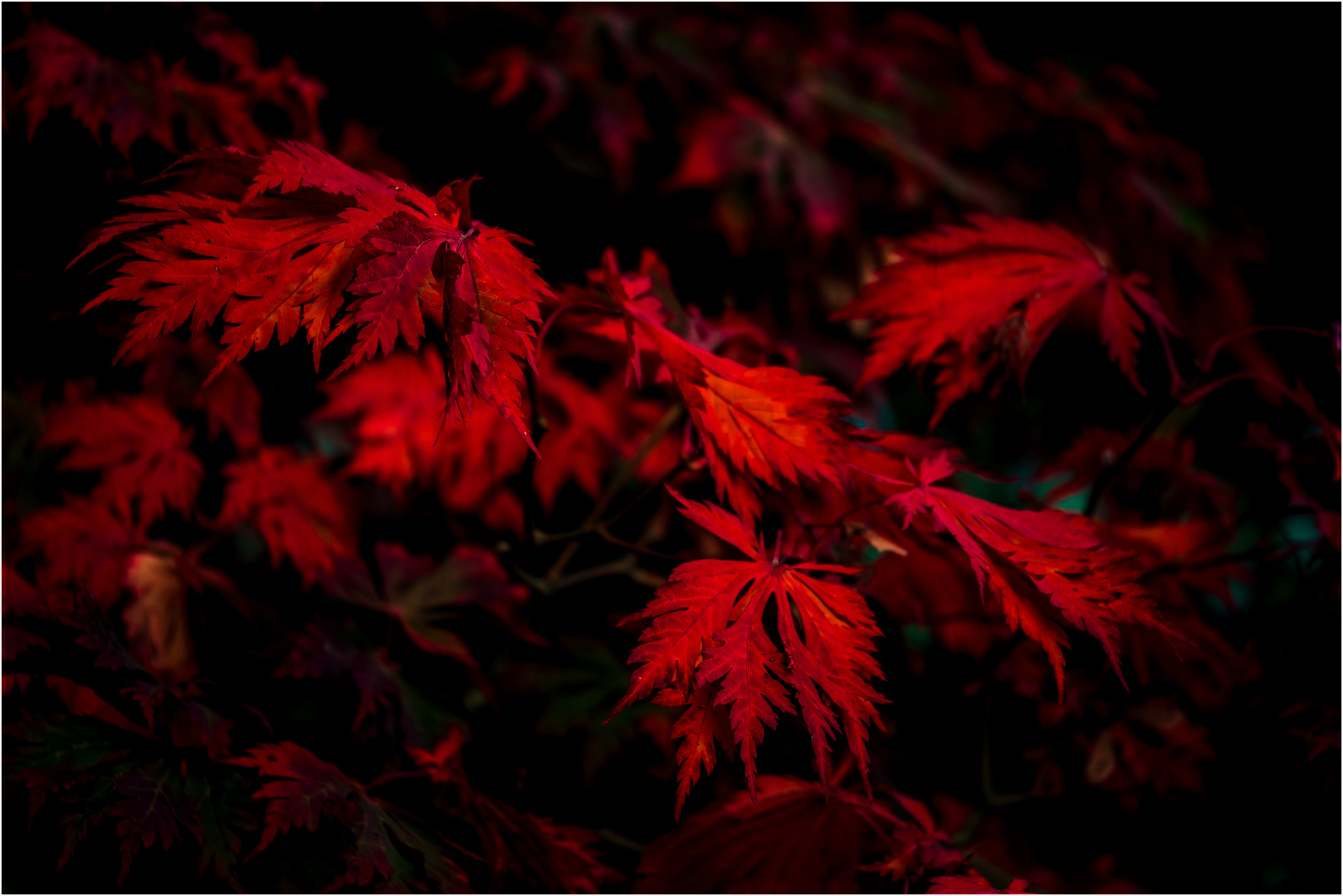 Autumn Leaves, 2