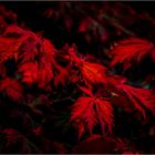 Autumn Leaves, 2