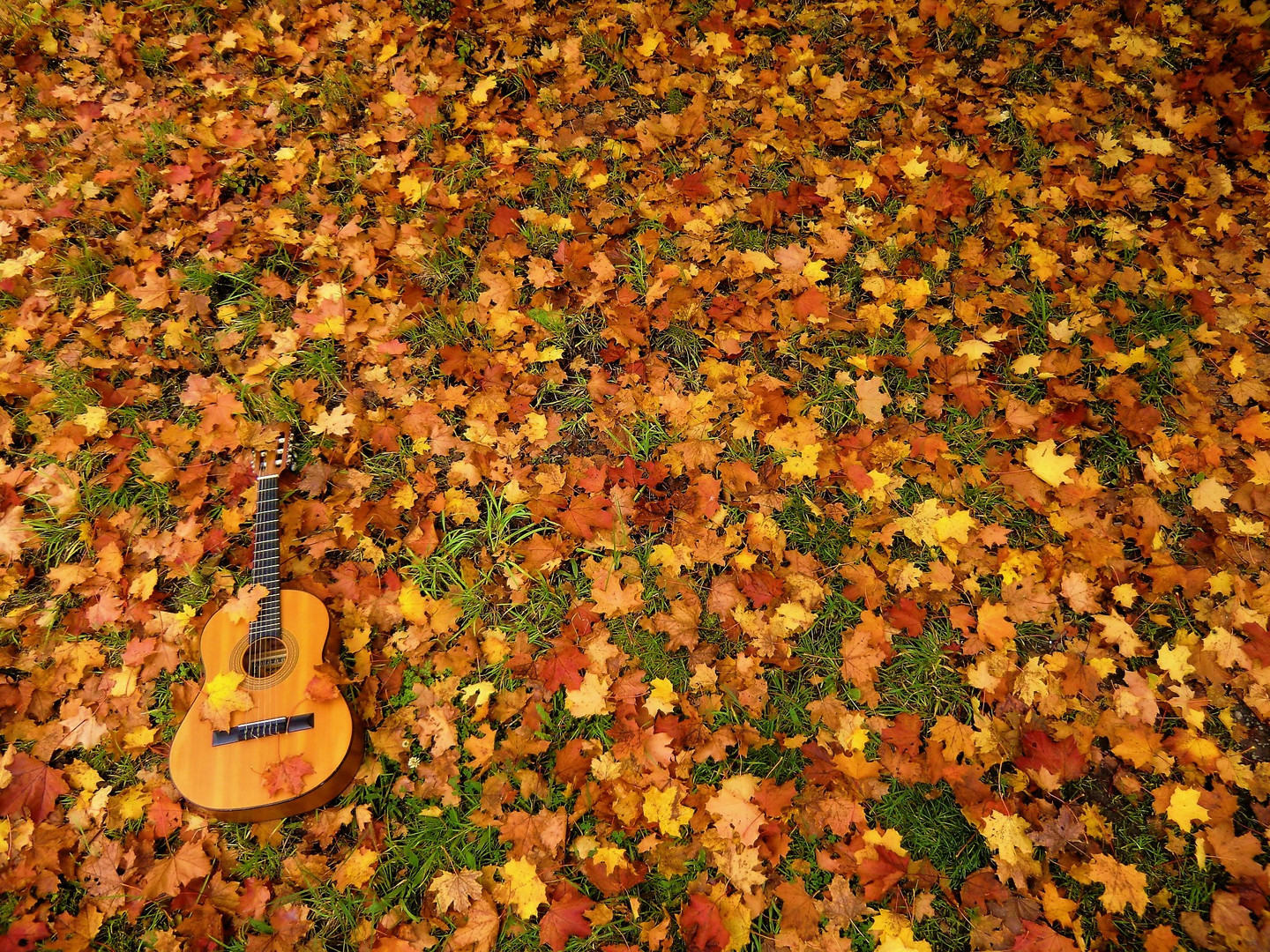 Autumn Leaves