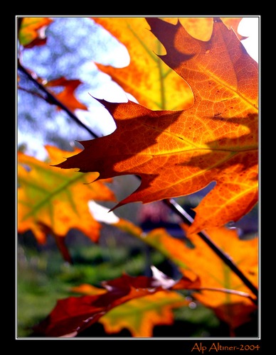 Autumn Leaves