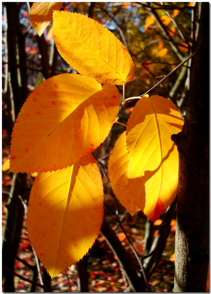 Autumn leaves