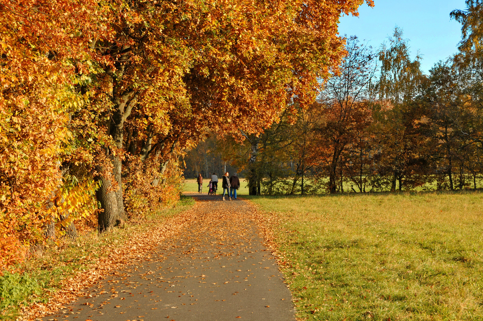 Autumn leaves