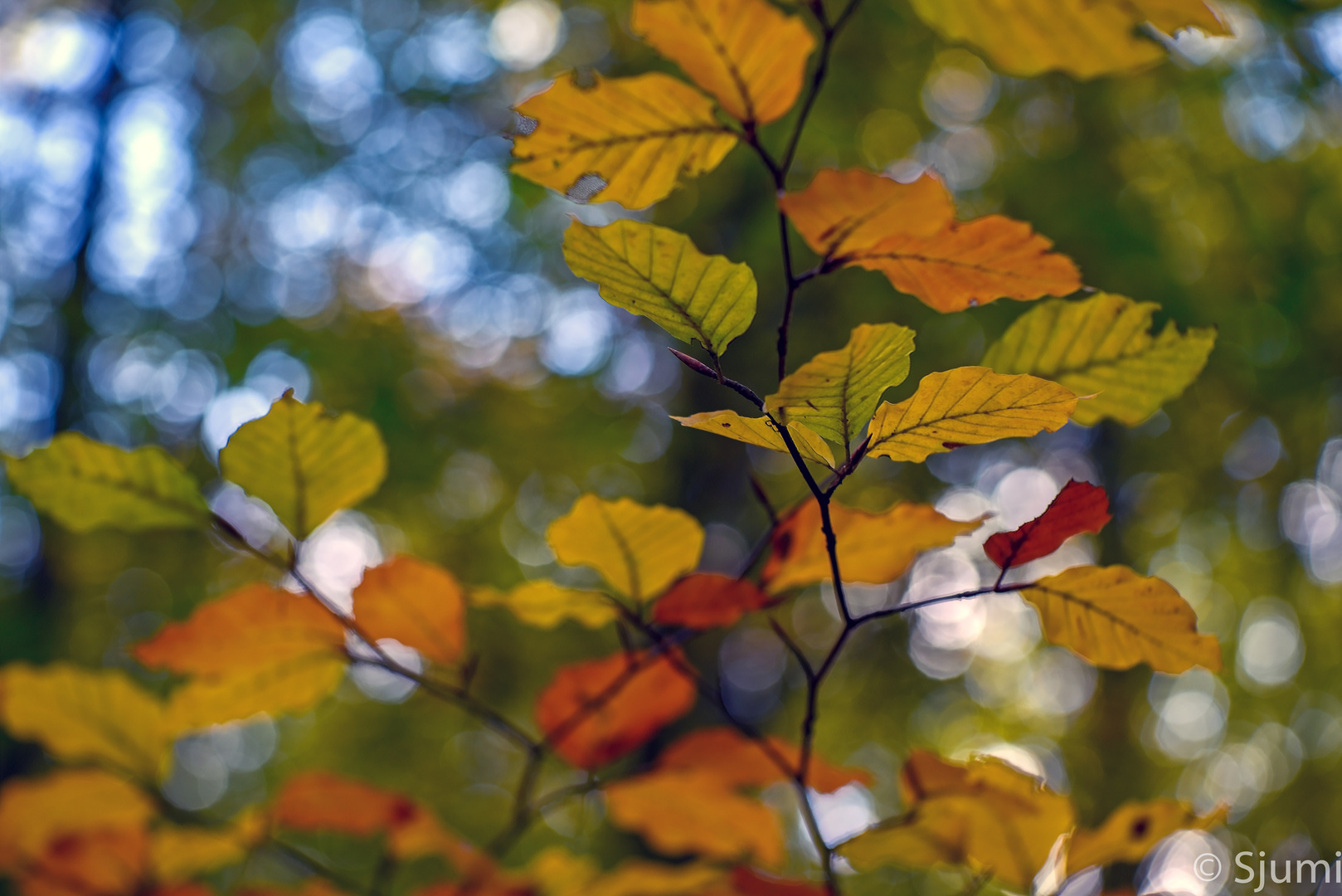 Autumn leaves