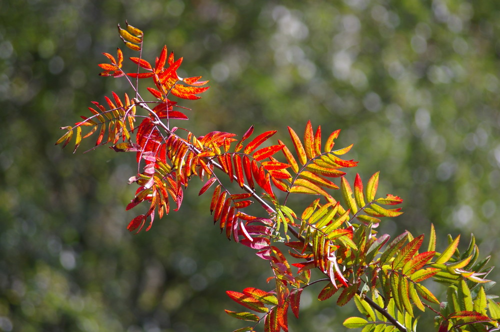 Autumn Leaves