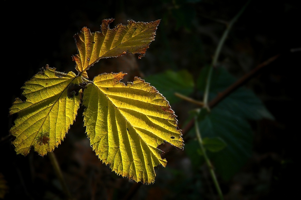 Autumn Leaves (3)