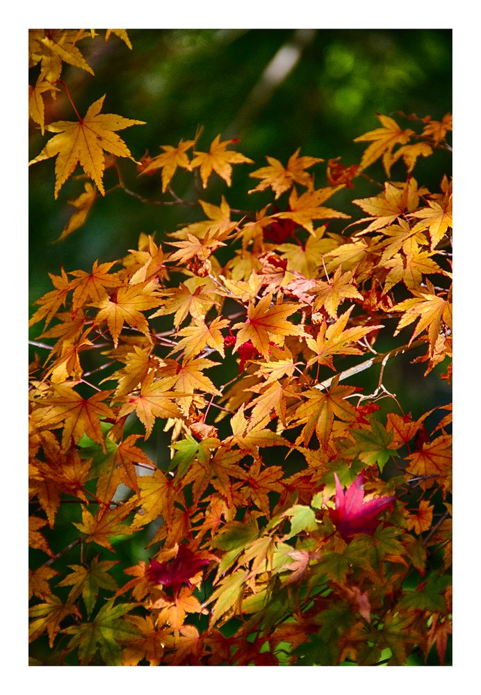 Autumn leaves 3