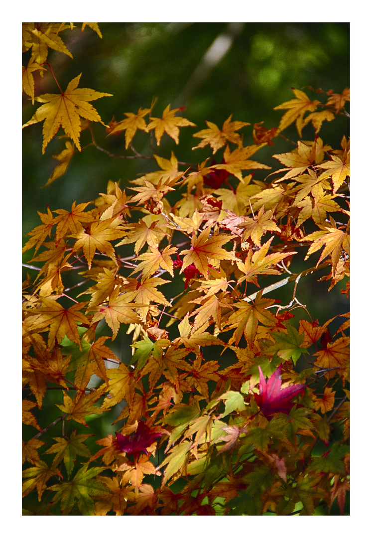 Autumn leaves 3