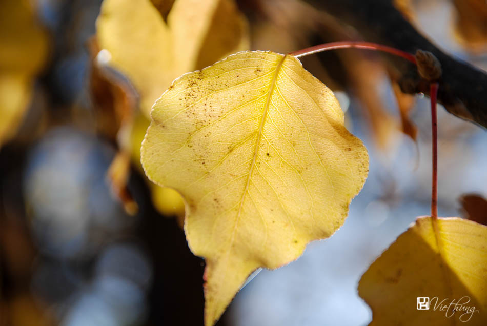 Autumn leaves