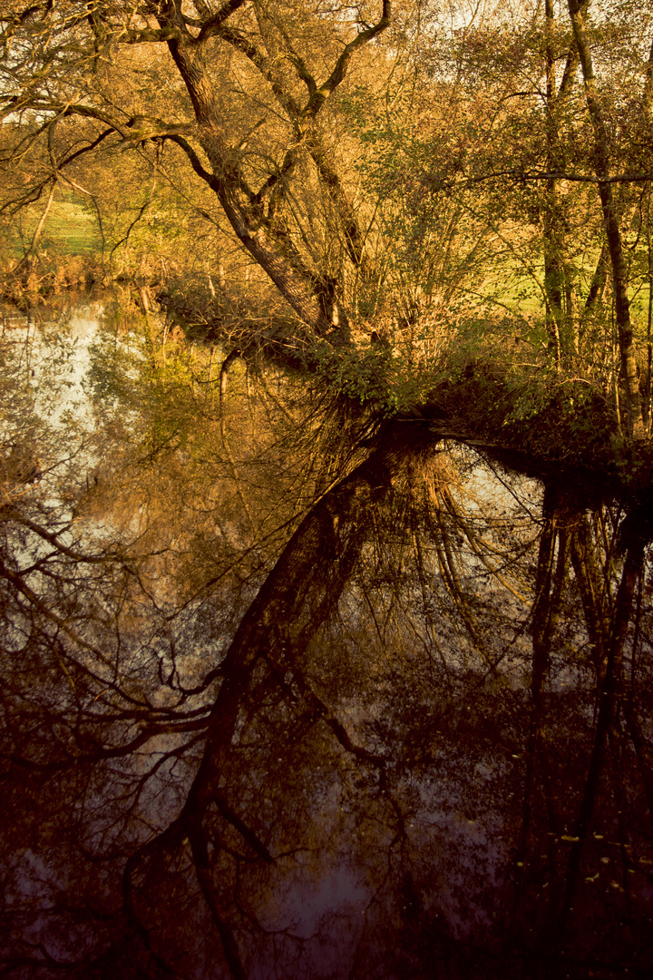 Autumn Leaves