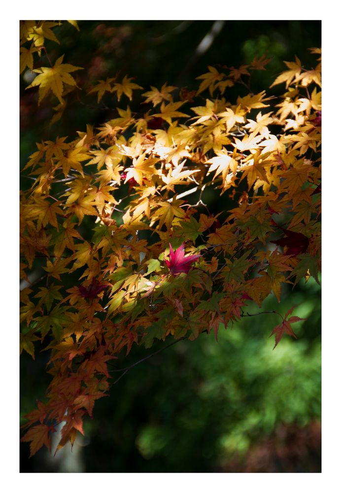 Autumn leaves 4