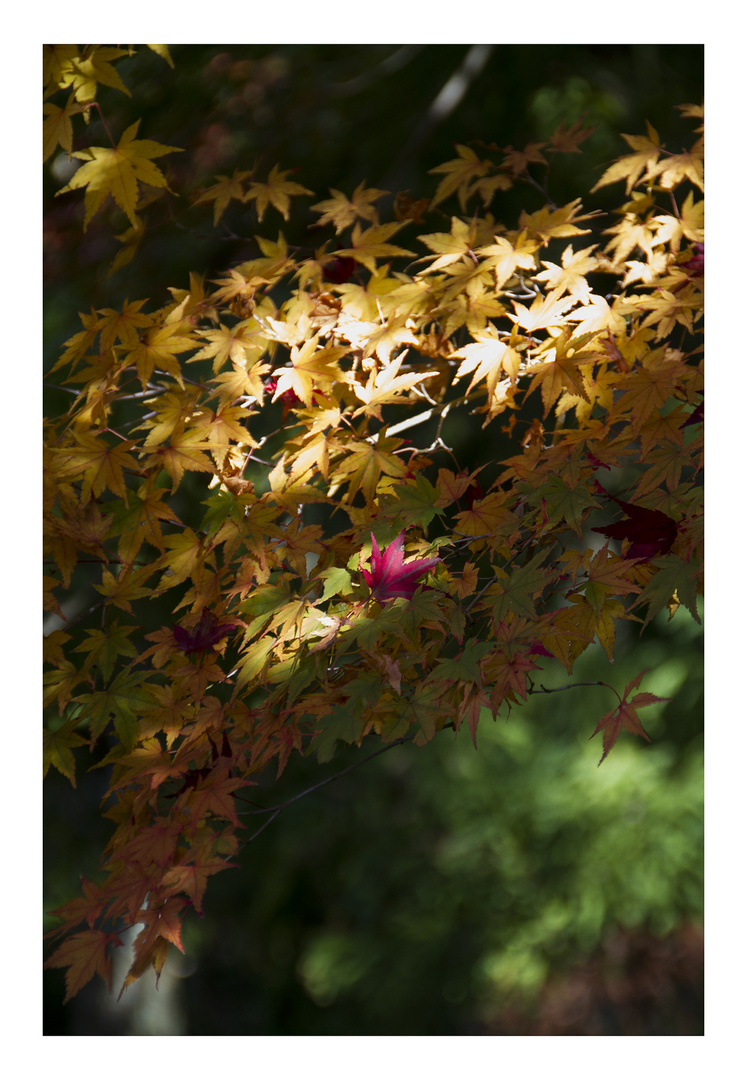 Autumn leaves 4