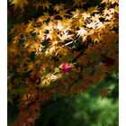 Autumn leaves 4