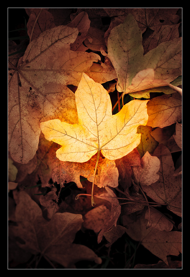 autumn leaves