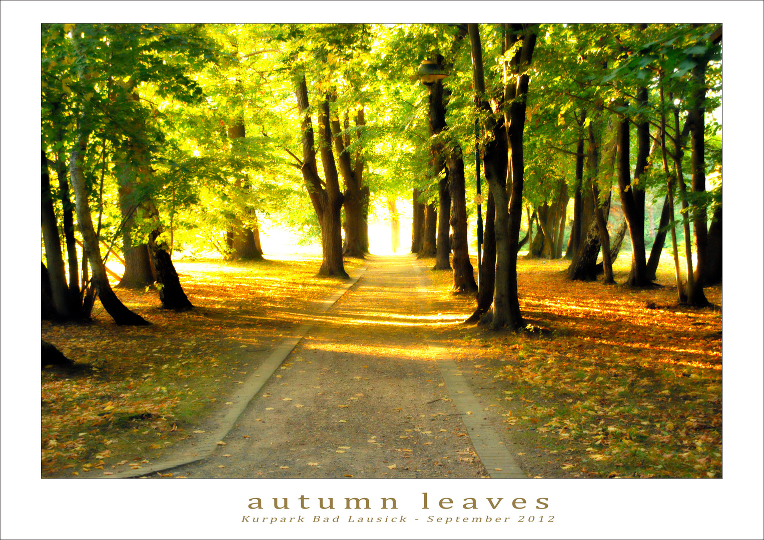 autumn leaves