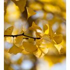 Autumn Leaves-5