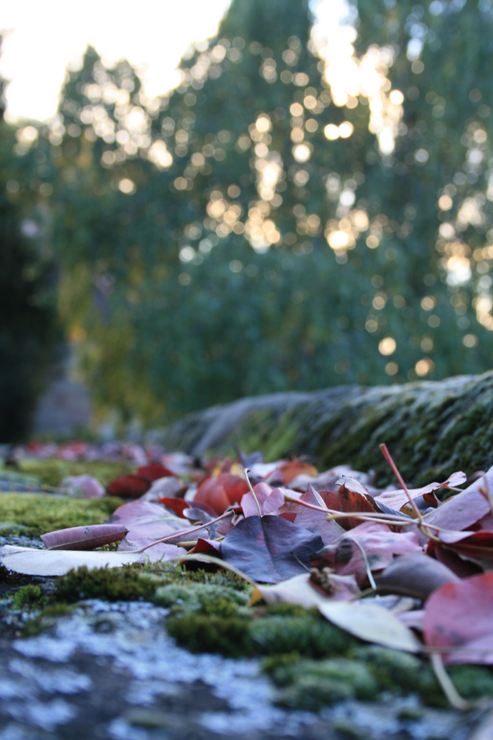 autumn leaves