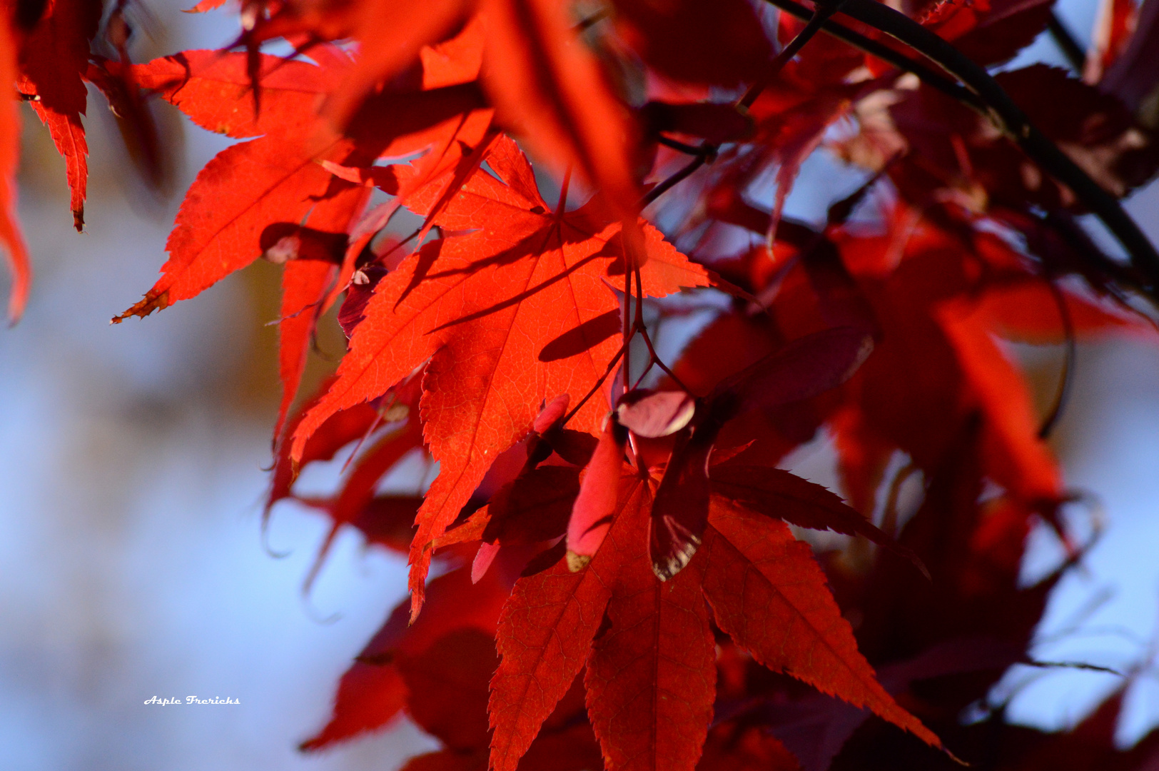 Autumn leaves