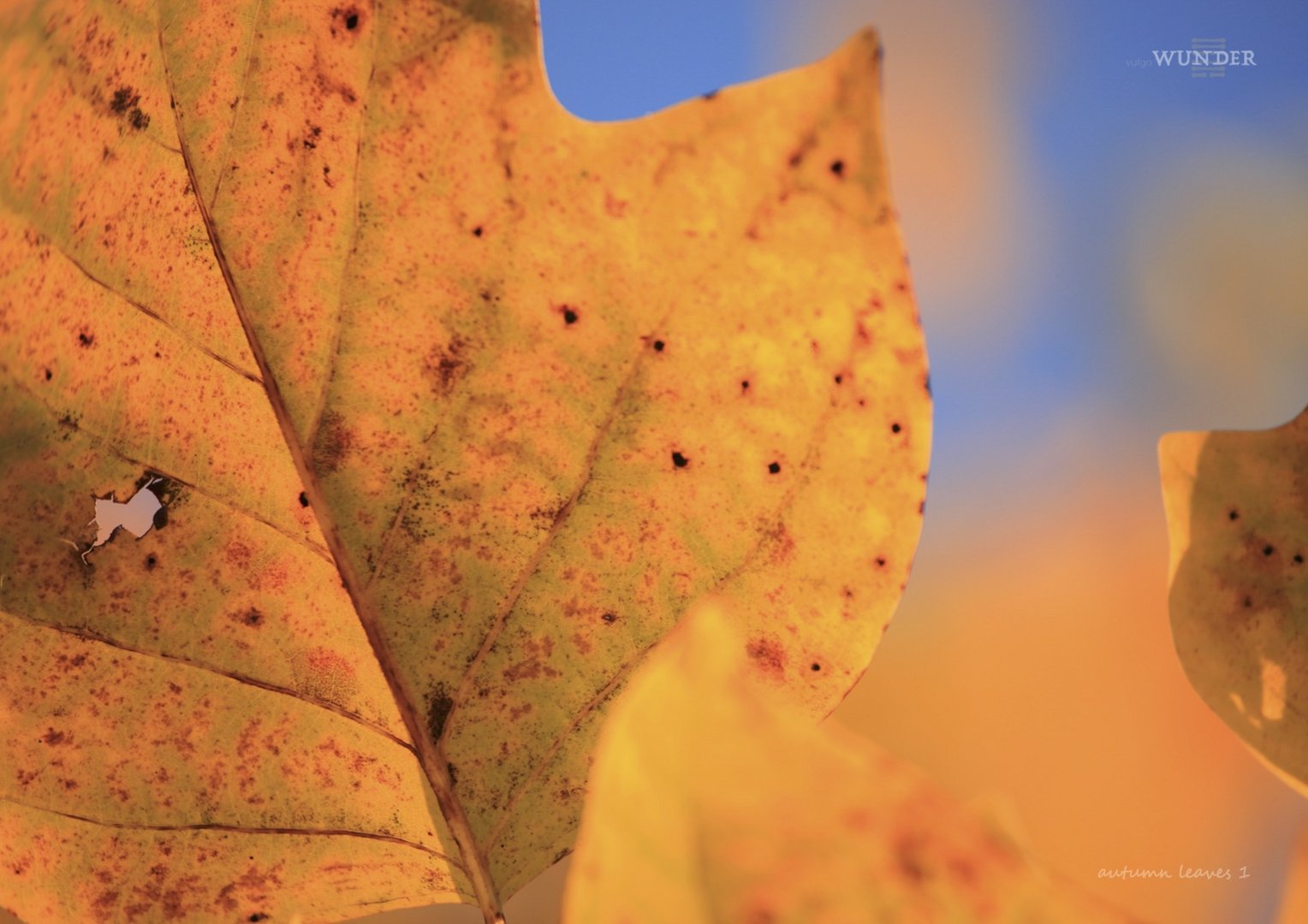 autumn leaves