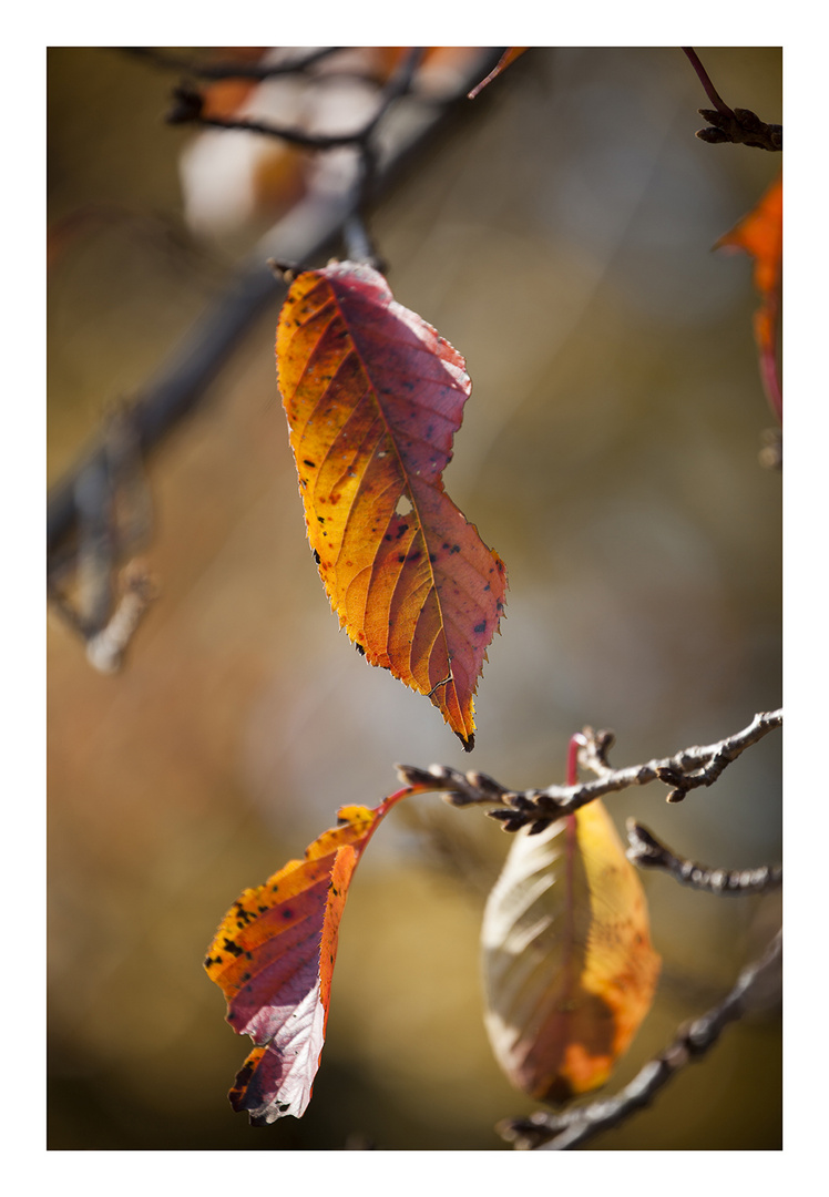 Autumn Leaves-6