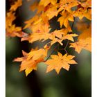 Autumn leaves 6