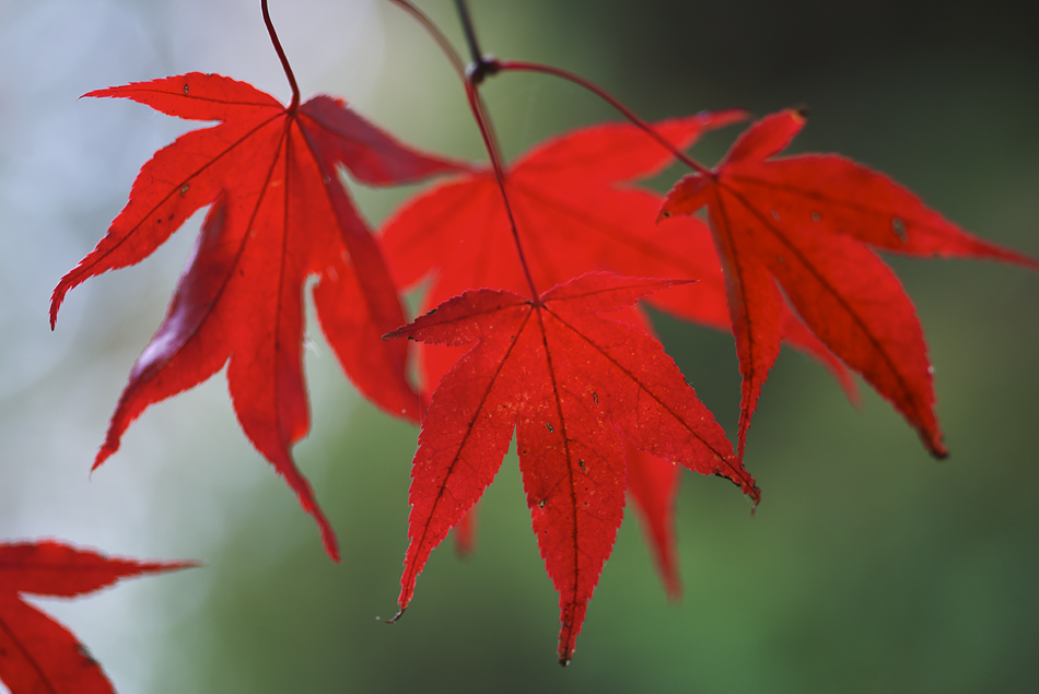 autumn leaves