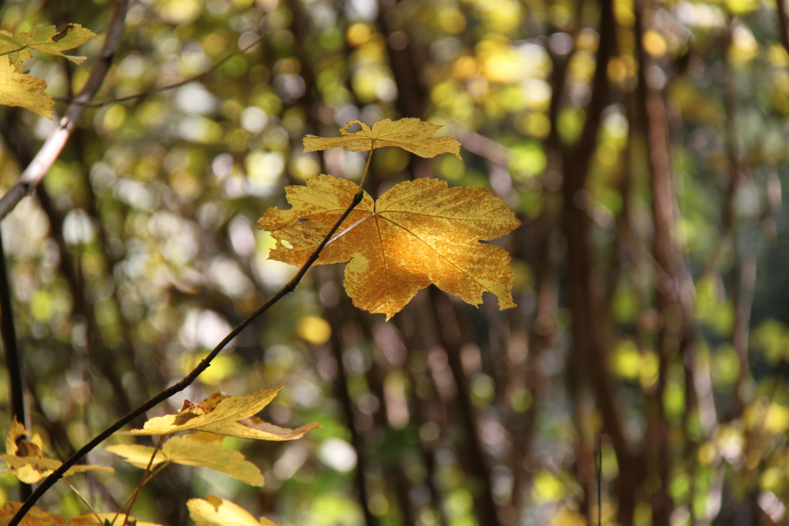 Autumn leaves