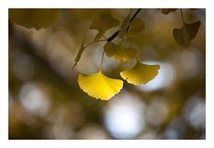 Autumn Leaves-7