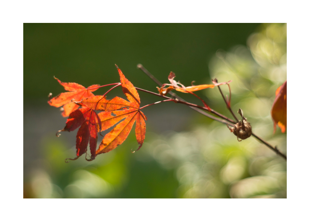 autumn leaves