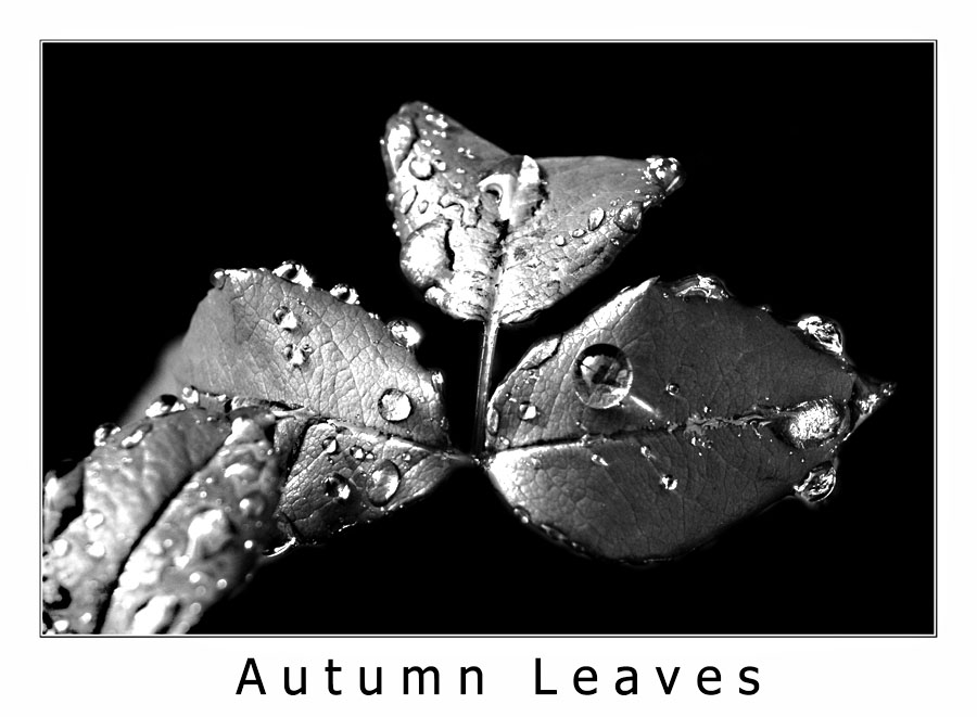 Autumn Leaves