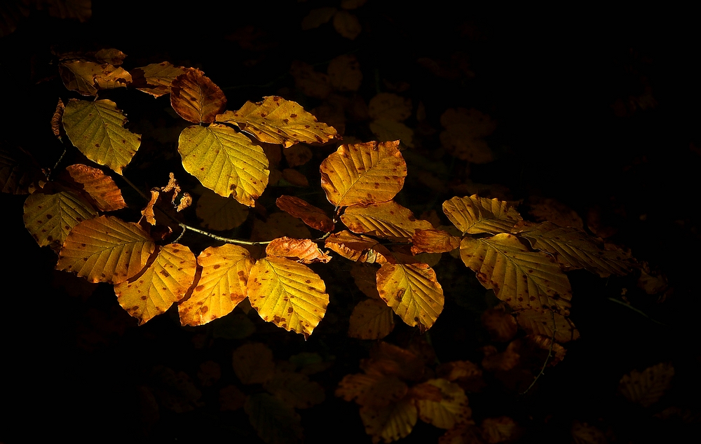 Autumn leaves (8)