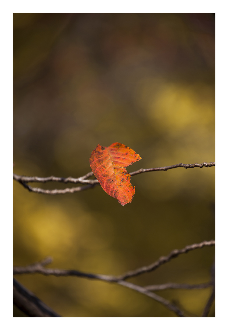 Autumn Leaves-8