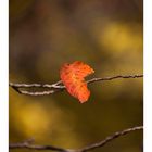 Autumn Leaves-8