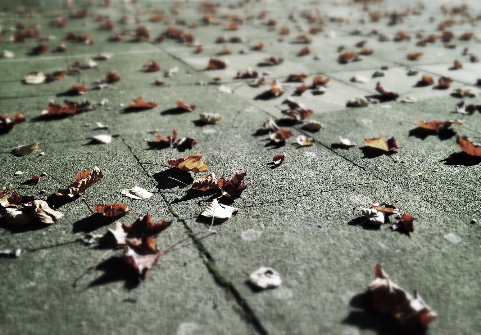 Autumn leaves