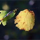 Autumn Leaves