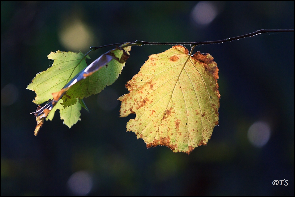 Autumn Leaves