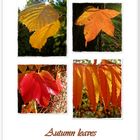 autumn leaves