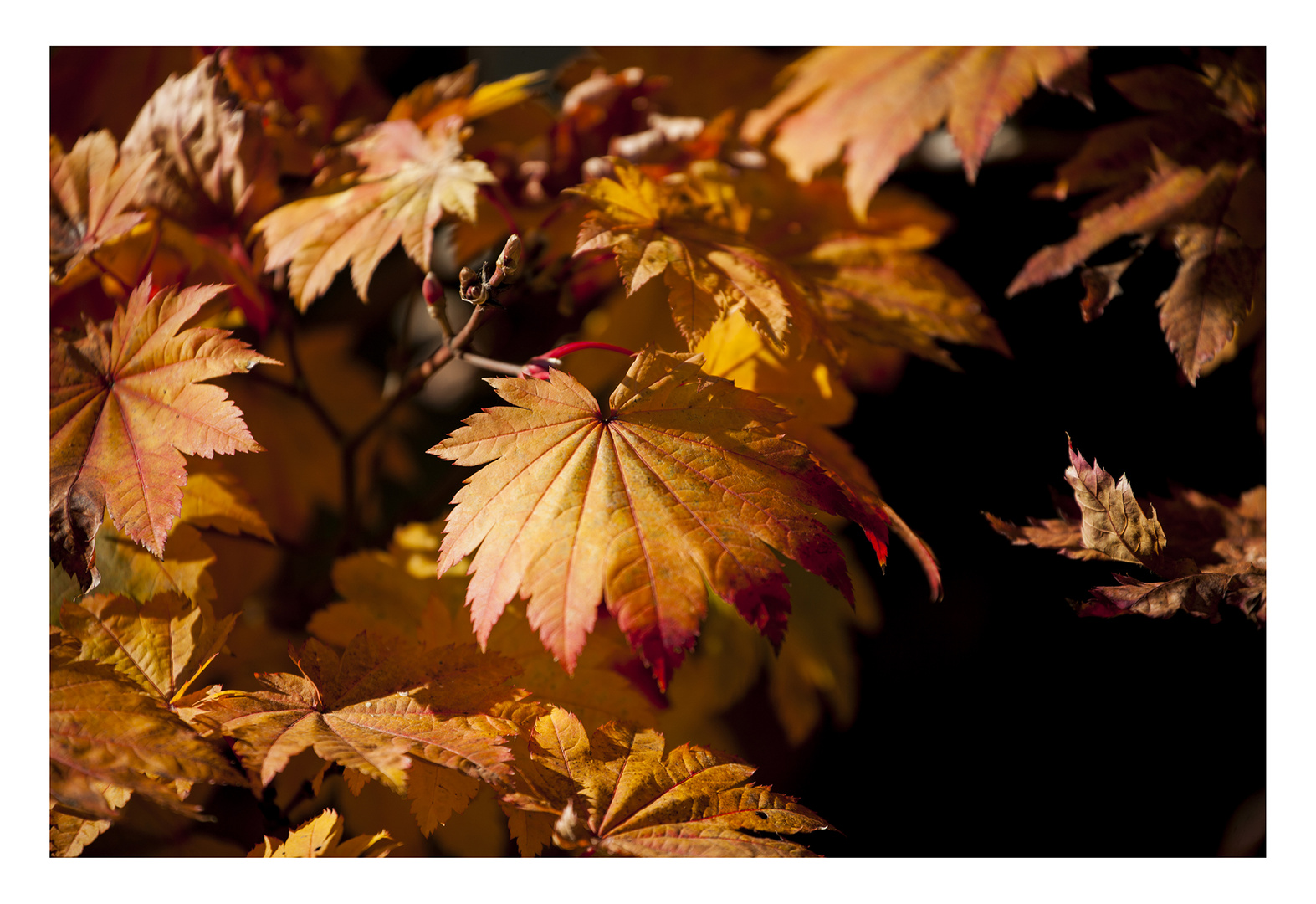 Autumn leaves 9