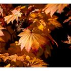 Autumn leaves 9