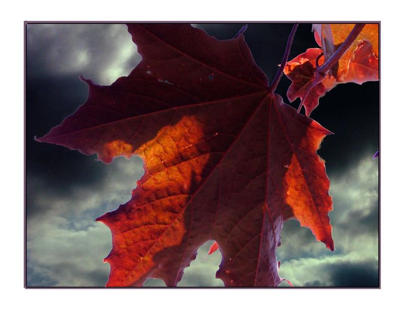 Autumn leaves