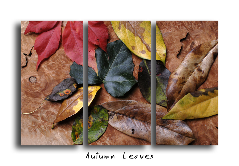 Autumn Leaves