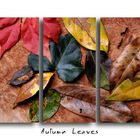 Autumn Leaves