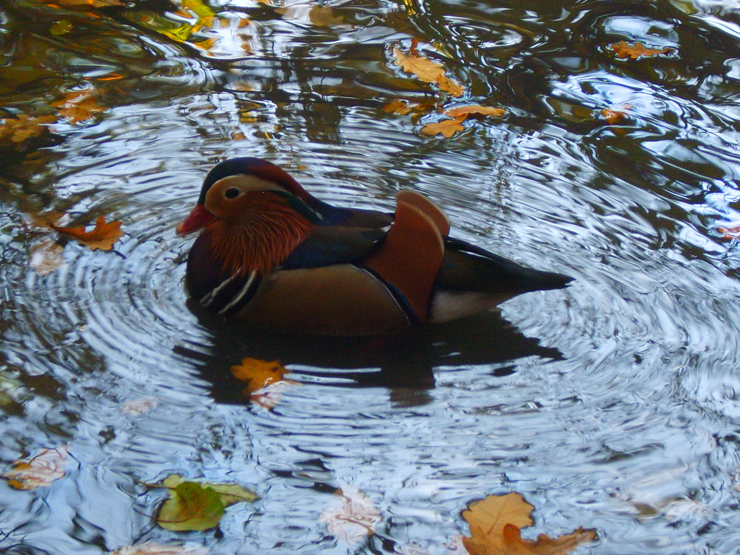 Autumn Leaves