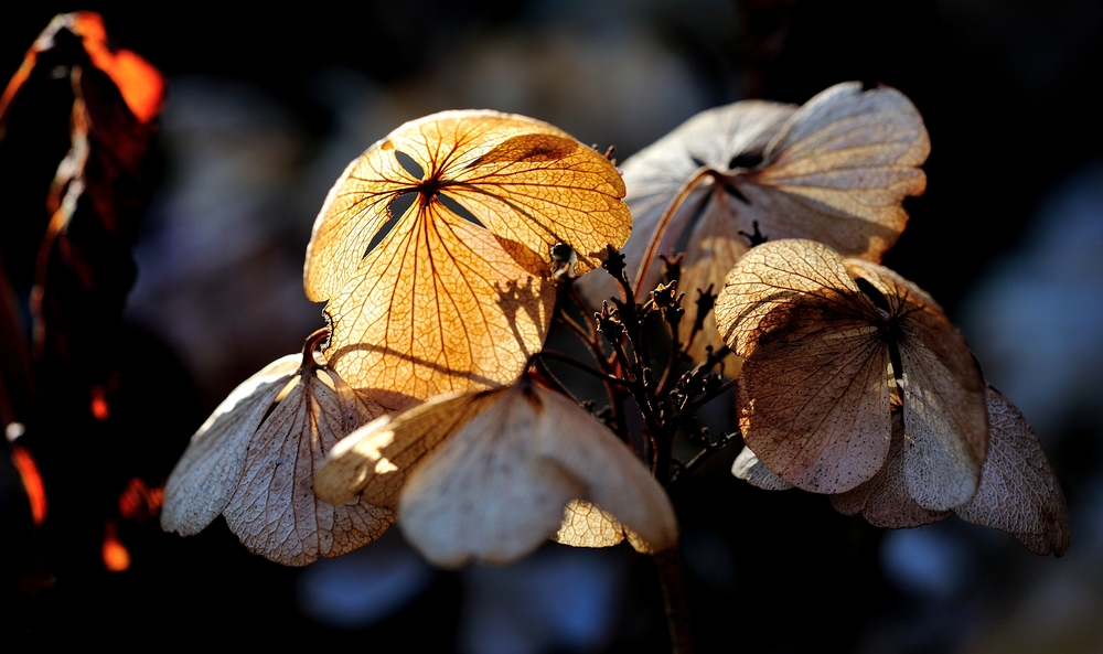 autumn leaves