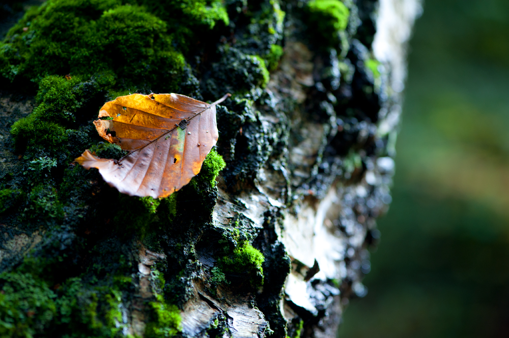 Autumn leaves