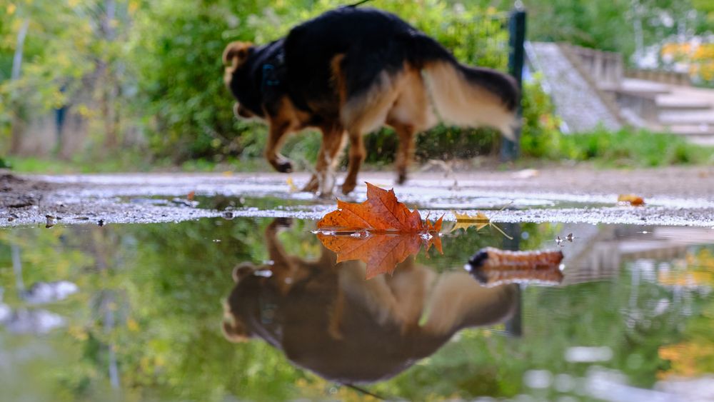 Autumn Leaves