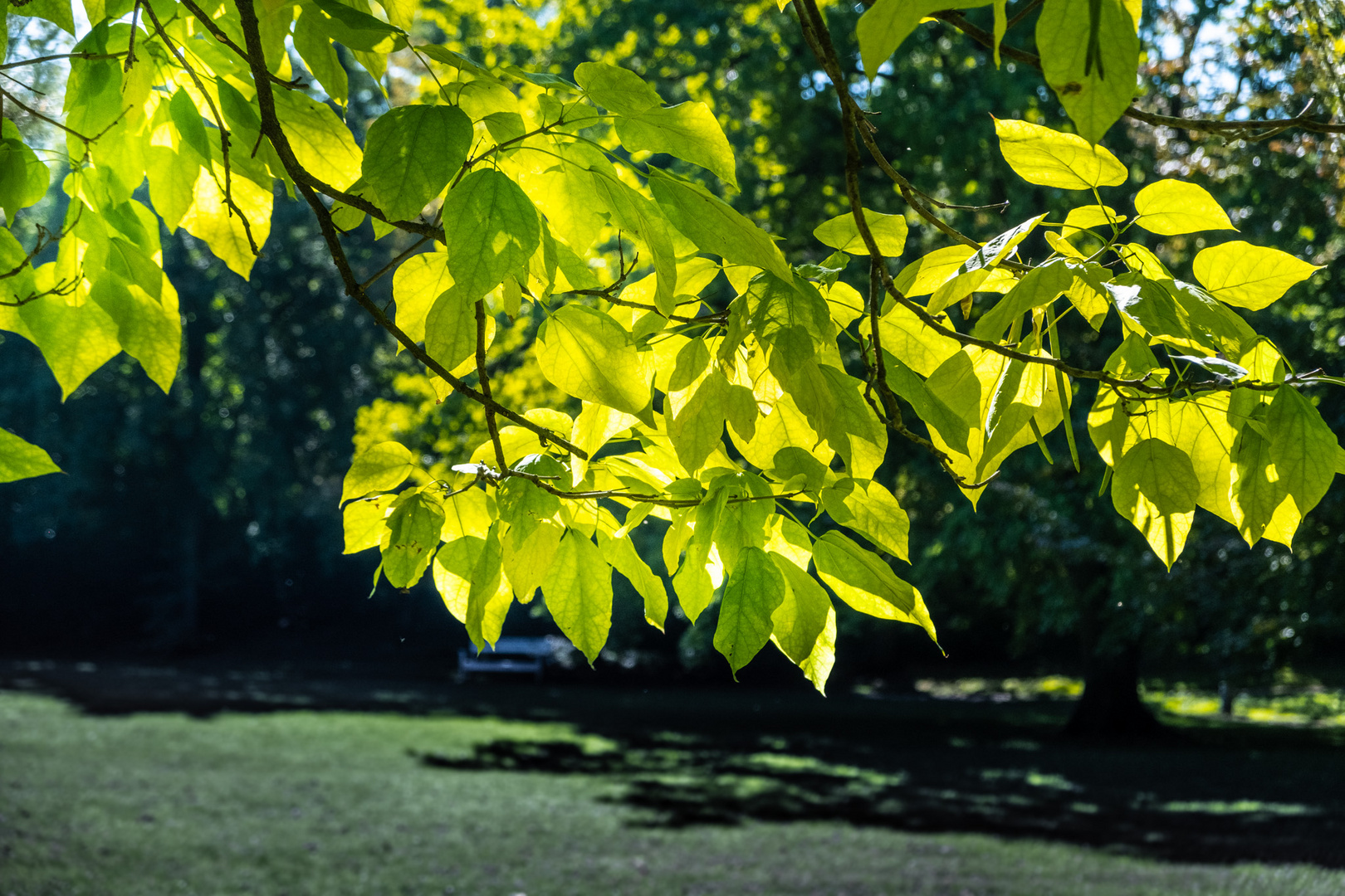 Autumn leaves