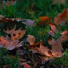 Autumn Leaves.....