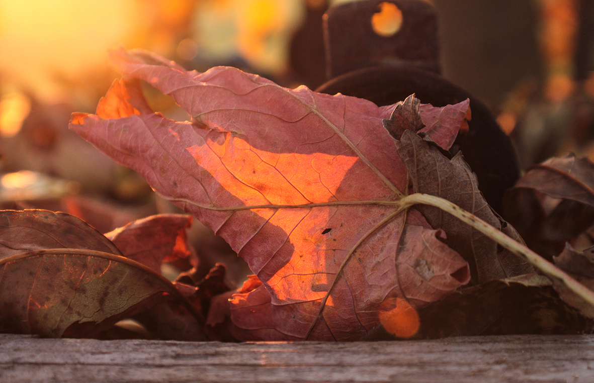 Autumn Leaves