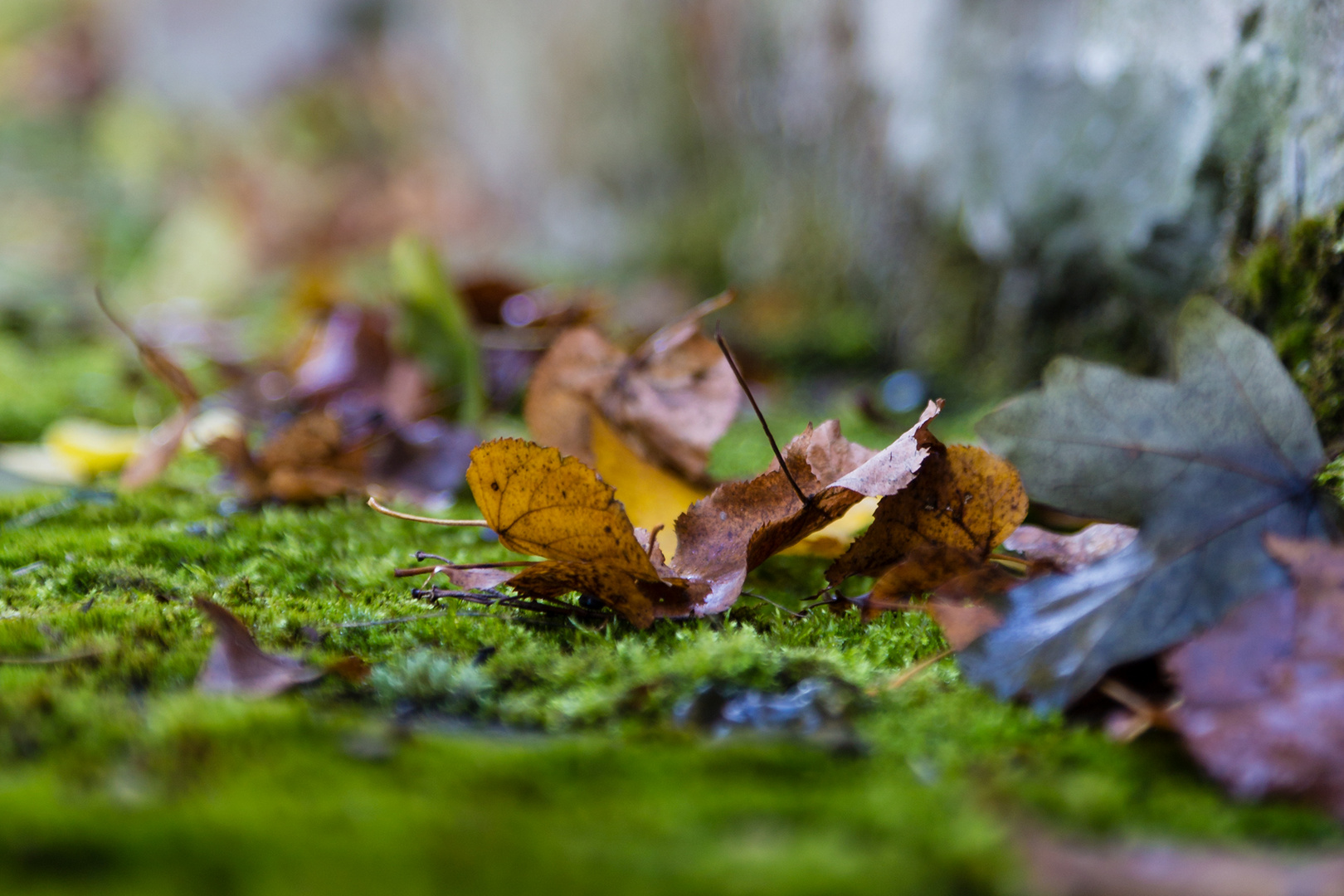 Autumn leaves