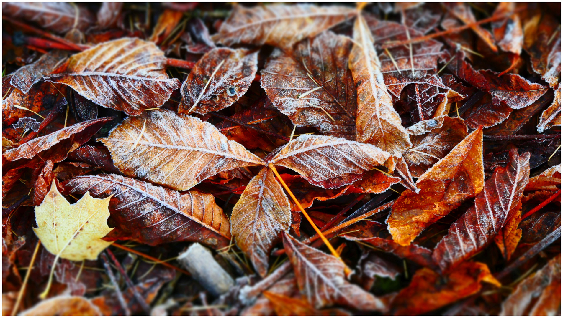 Autumn leaves